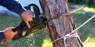 Reliable Bound Brook, NJ Tree Services Solutions
