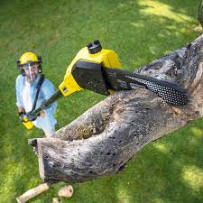 How Our Tree Care Process Works  in  Bound Brook, NJ