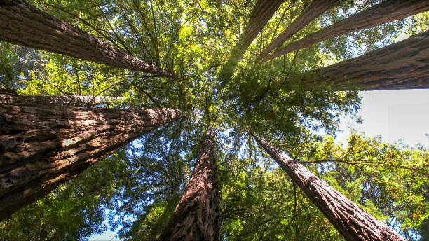 Best Tree Maintenance Programs  in Bound Brook, NJ