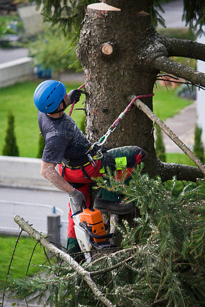 Best Firewood Processing and Delivery  in Bound Brook, NJ