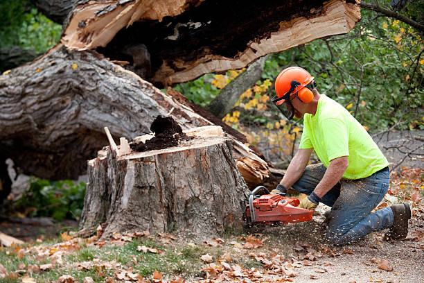 Best Soil Testing and Treatment  in Bound Brook, NJ