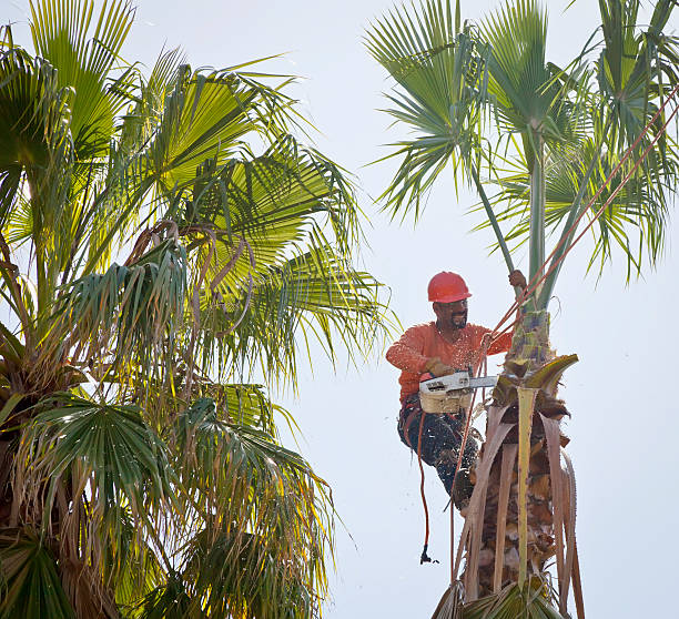 Trusted Bound Brook, NJ Tree Services Experts
