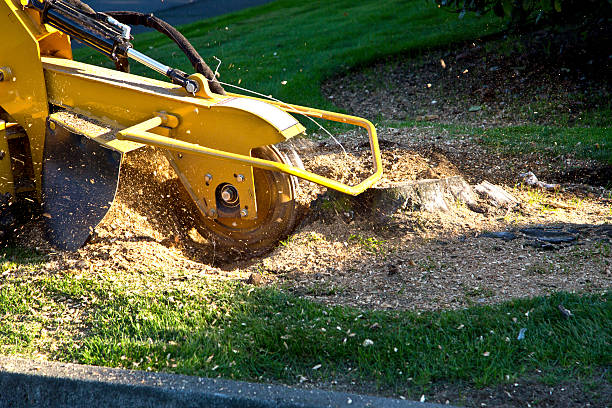Best Weed Control  in Bound Brook, NJ